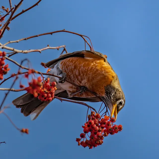 Mr. Robin