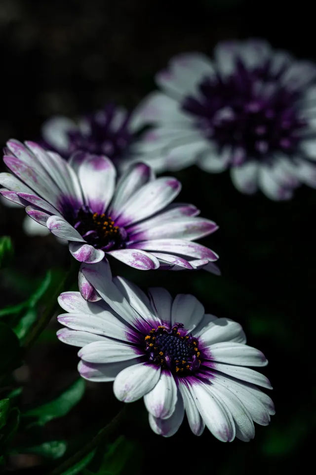 Midnight Blooms