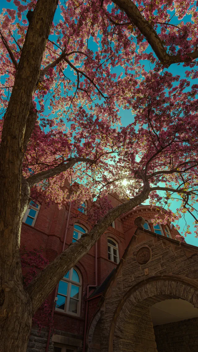 MAC
